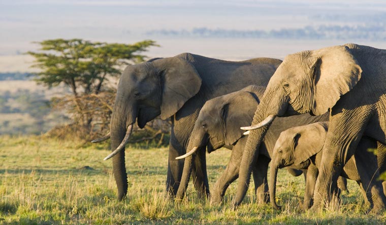 Climate change is leaving African elephants desperate for water