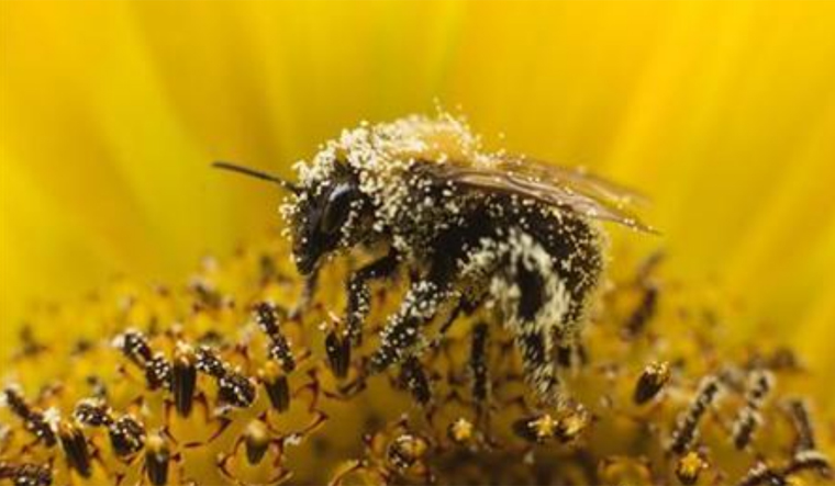 Vaccinating honeybee: A new tool for protecting the pollinators