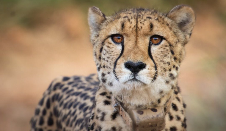 Cheetah revival plan officials to embark on study tour to Namibia, South Africa