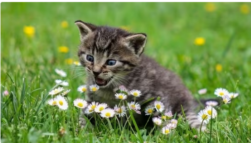 This feline coronavirus strain is killing cats. Transmittable to humans?