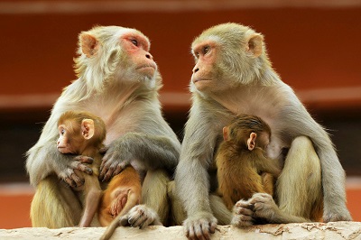 China's first human infection case with Monkey B virus dies: Report