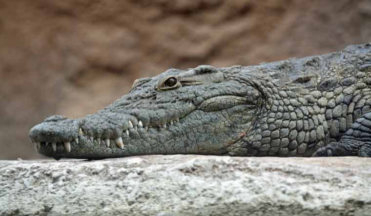 Uttar Pradesh: Crocodile spotted inside govt school in Aligarh