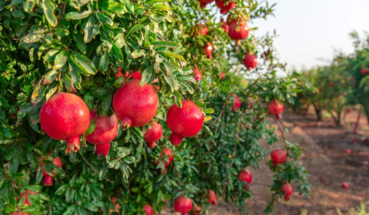 Indian scientists complete genome sequencing for pomegranate