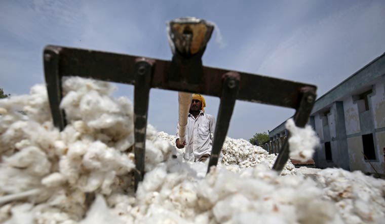 Punjab's maize, cotton yield to dip 13-11 per cent by 2050: Report