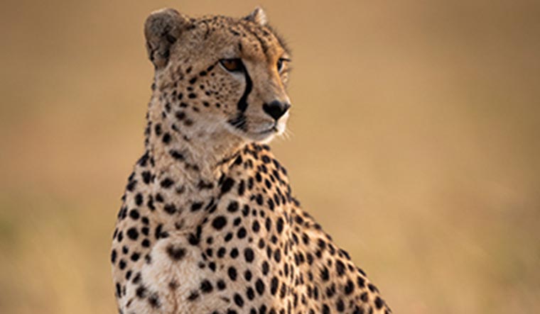 More cheetahs to be flown to India from South Africa: Report