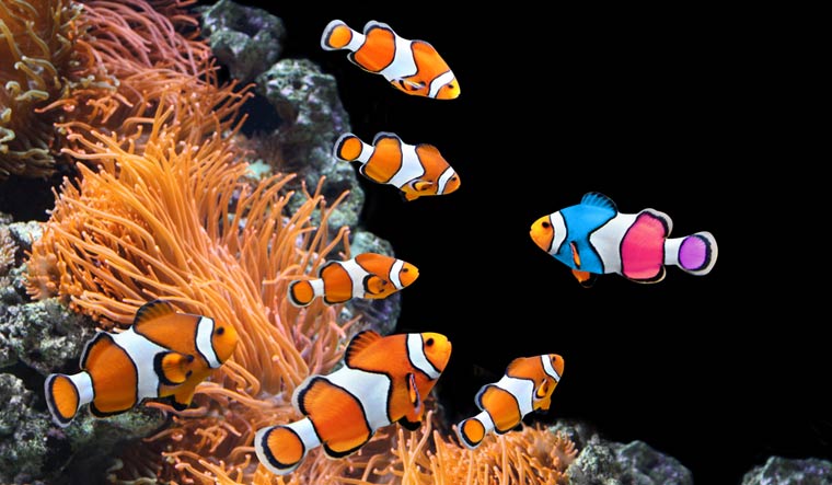 Clownfish use counting abilities to identify fellow fish